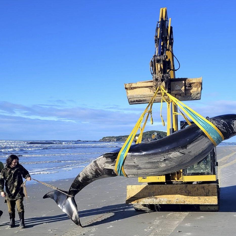 New Zealand scientists suspect specimen of world's rarest whale died from head injuries